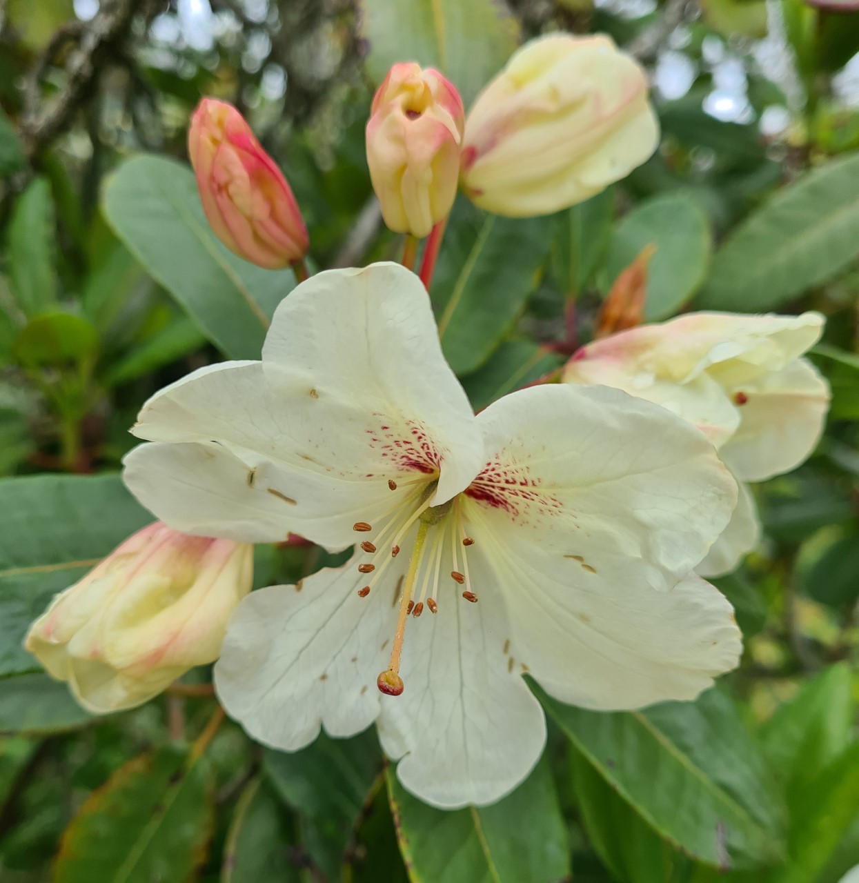 'Lackamas Cream'